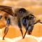 Mantenete i vostri alveari in salute con le attrezzature per l’apicoltura per il controllo degli acari